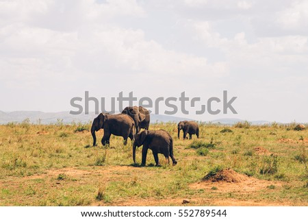 Masai Mara National Park, elephants, wildlife, Kenya, Serengeti