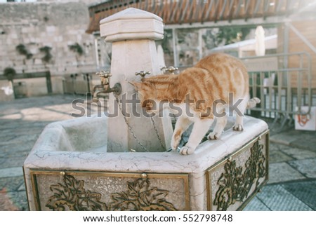 Red cat drinking from a city fountain just near the Western Wall in Jerusalem, Israel