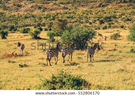 Safari, savannah, National reserve, Masai Mara and Serengeti, Kenya and Tanzania park