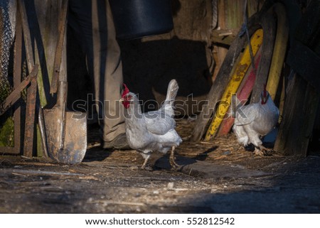 chicken black and white