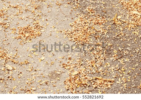 Dry yellow leaves on the floors