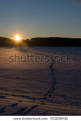 Winter landscape with forest trees, silhouette, snow and blue sky at sunset in the evening, twilight, outdoor, Belarus, background, nature