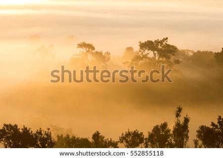 Silhouette of Forest, Beautiful morning scene in the forest, Thung salaeng Luang National Park (Nong Mae na), Thailand