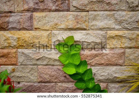 green Creeper Plant on the brick wall