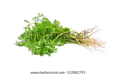 Coriander. Pile of fresh coriander leaves with root isolated on white background.
