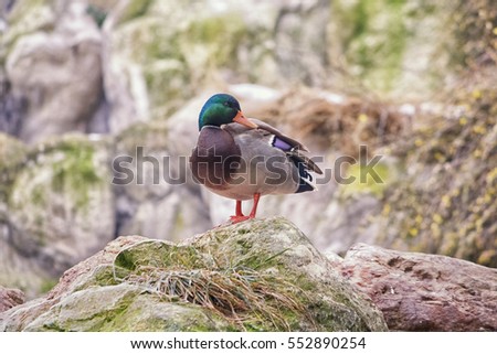 Mallard Wild Duck