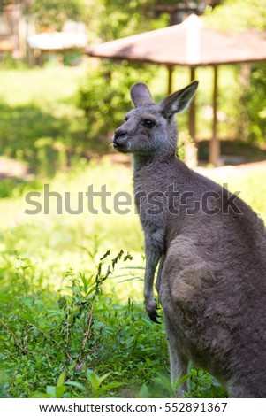 Kangaroo in the zoo