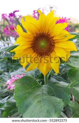 Close Up of  beautiful sunflower .