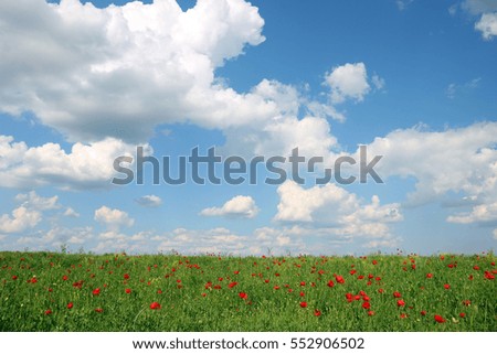 poppies flower meadow and blue sky with clouds landscape