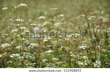 white field flowers and grass on summer meadow