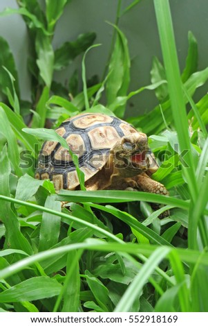  Leopard tortoise walking slowly and sunbathe on ground with his protective shell ,cute animal pictures make you smile, Leopard tortoise yawn                       