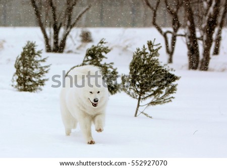 Joyful white Samoyed dog runs in the winter forest. Puppy large breed northern sled on snow actively jumping. Fluffy pet walks on the street.