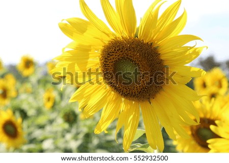 Beautiful yellow flower, sunflower petal.