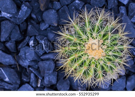 cactus on black rock, cactus Nature green background or wallpaper,closeup.
