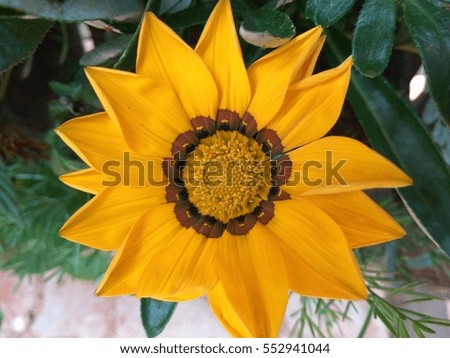 Dahlia flower or yellow flower