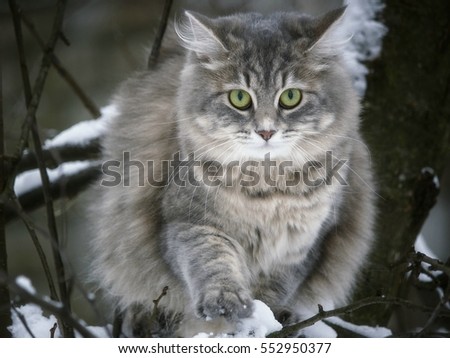Afraid young kitty on a winter tree