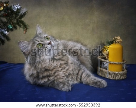 Cat under the Christmas tree