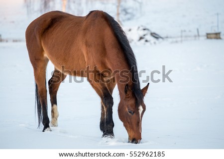 Brown horse in a pasture in winter, cold winter day