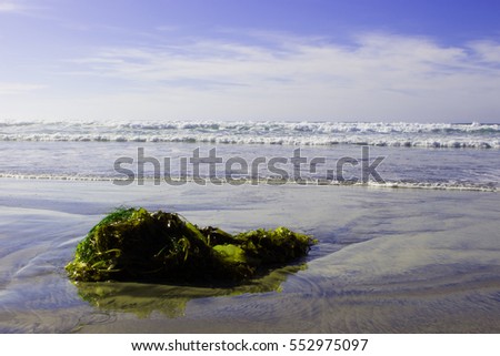 Seaweed Ashore!