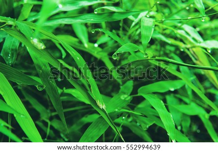 Abstract image with morning dew on grass
