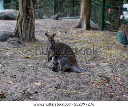 wallaby with the baby in the pouch