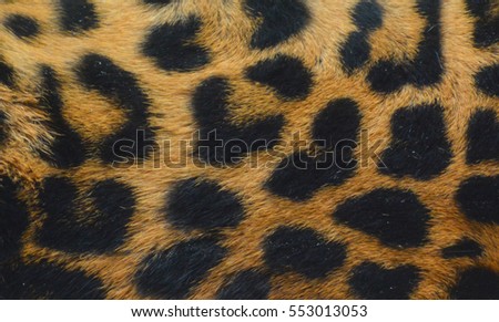 Jaguar skin close up.