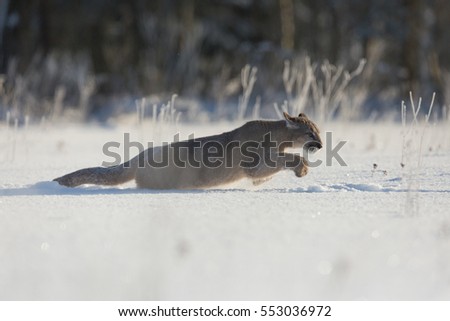 Puma cub running in snow
