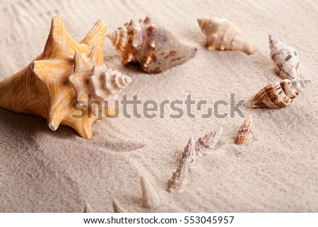 Seashells on sand in studio
