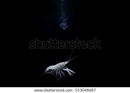 Procambarus clarkii ghost Crayfish on black background

