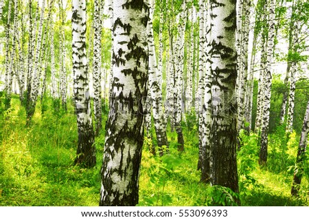 birch forest in sunlight in the morning