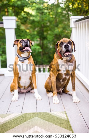 Two adult male and female boxers sit and smile on outdoor white porch with green chevron mat and vibrant green trees in the background.