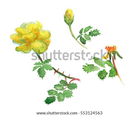 Clip art. Tree stages of yellow rose blooming, isolated on white, hand drawn watercolor