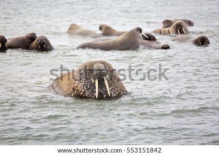 Walrus in the sea
