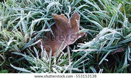 Winter background, Frozen leaves on grass covered with hoarfrost of winter morning