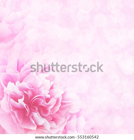 Summer blossoming peony, toned, light and heart bokeh background, pastel and soft flower card