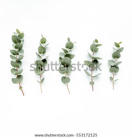green leaves eucalyptus on white background. flat lay, top view Royalty-Free Stock Photo #553172125