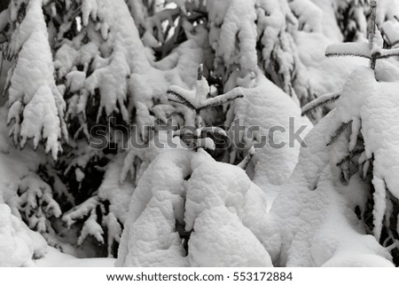 Young spruces in a snowy winter forest.