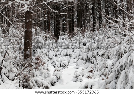 Young spruces in a snowy winter forest.