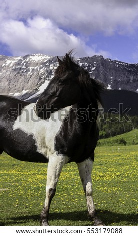 Black white horse standing in the sun with mountains in the back