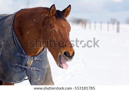 Neighing horse on pasture