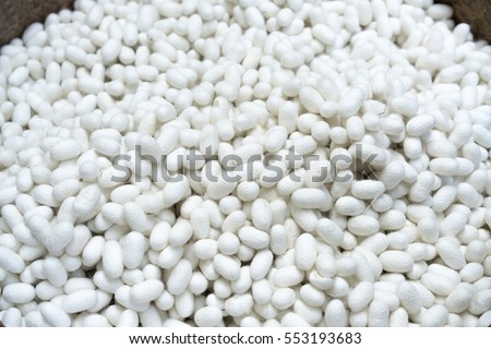 White silkworm cocoons shell. This is a source of silk thread and silk fabric