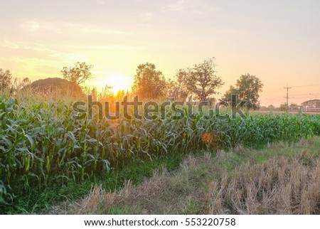 A front selective focus picture of corn cob in organic corn field. 