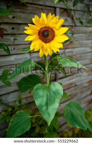 blossom of shiny sunflower
