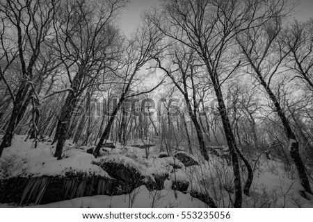 Trees in Winter
Bearwallow Mountain, Appalachian Mountains, North Carolina