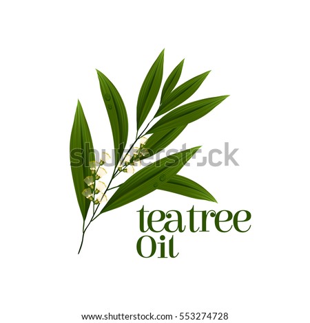 tea tree leaf natural skin care cosmetic vector Royalty-Free Stock Photo #553274728
