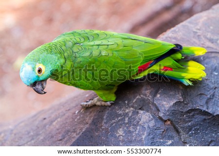 Yellow, turqoise and green parrot in the Iguazu Waterfalls National Park