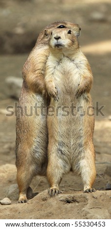 A Prairie Dog snuggles behind his mate in a protective gesture.