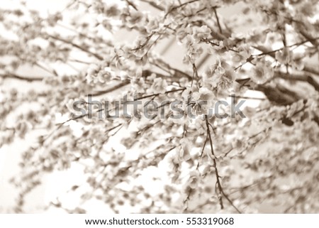 Blurred  background abstract and can be illustration to article of Sakura flower 