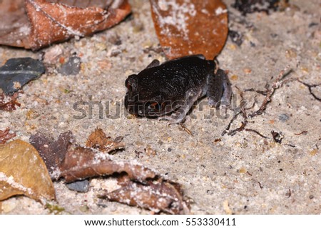Spotted Litter Frog in habitat.