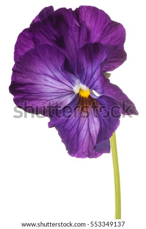 Studio Shot of Purple Colored Pansy Flower Isolated on White Background. Large Depth of Field (DOF). Macro.